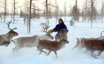 Animals, spirits and the state among nomadic Siberian reindeer herders |  Russian and East European Studies
